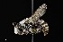  ( - UAIC1138077)  @11 [ ] by (2021) Wendy Moore University of Arizona Insect Collection