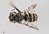  (Megachile manni - UAIC1138078)  @11 [ ] by (2021) Wendy Moore University of Arizona Insect Collection