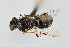  (Lasioglossum pectoraloides - UAIC1138080)  @11 [ ] by (2021) Wendy Moore University of Arizona Insect Collection