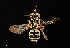  (Triepeolus sp. 1RM - UAIC1138088)  @11 [ ] by (2021) Wendy Moore University of Arizona Insect Collection