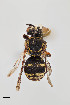  (Triepeolus sp. 10RM - UAIC1138092)  @11 [ ] by (2021) Wendy Moore University of Arizona Insect Collection