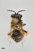  ( - UAIC1138093)  @11 [ ] by (2021) Wendy Moore University of Arizona Insect Collection