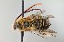  ( - UAIC1138094)  @11 [ ] by (2021) Wendy Moore University of Arizona Insect Collection