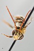  ( - UAIC1138094)  @11 [ ] by (2021) Wendy Moore University of Arizona Insect Collection