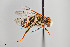  ( - UAIC1138094)  @11 [ ] by (2021) Wendy Moore University of Arizona Insect Collection
