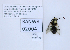  ( - UAIC1138137)  @11 [ ] by (2021) Wendy Moore University of Arizona, Insect Collection
