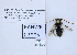  ( - UAIC1138138)  @11 [ ] by (2021) Wendy Moore University of Arizona, Insect Collection