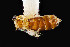  ( - UAIC1138302)  @11 [ ] by (2021) Wendy Moore University of Arizona Insect Collection
