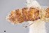  ( - UAIC1138302)  @11 [ ] by (2021) Wendy Moore University of Arizona Insect Collection