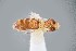  ( - UAIC1138302)  @11 [ ] by (2021) Wendy Moore University of Arizona Insect Collection