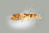  ( - UAIC1138302)  @11 [ ] by (2021) Wendy Moore University of Arizona Insect Collection