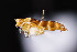  ( - UAIC1138302)  @11 [ ] by (2021) Wendy Moore University of Arizona Insect Collection