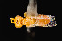  ( - UAIC1138374)  @11 [ ] by (2021) Wendy Moore University of Arizona Insect Collection