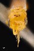  ( - UAIC1138374)  @11 [ ] by (2021) Wendy Moore University of Arizona Insect Collection