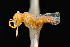  ( - UAIC1138374)  @11 [ ] by (2021) Wendy Moore University of Arizona Insect Collection