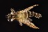  (Lasiopogon bitumineus - UAIC1138422)  @11 [ ] by (2021) Wendy Moore University of Arizona Insect Collection