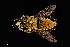  ( - UAIC1138441)  @11 [ ] by (2021) Wendy Moore University of Arizona Insect Collection