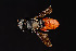  ( - UAIC1138444)  @11 [ ] by (2021) Wendy Moore University of Arizona Insect Collection