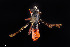  ( - UAIC1138446)  @11 [ ] by (2021) Wendy Moore University of Arizona Insect Collection