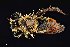  ( - UAIC1138447)  @11 [ ] by (2021) Wendy Moore University of Arizona Insect Collection