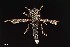  ( - UAIC1138465)  @11 [ ] by (2021) Wendy Moore University of Arizona Insect Collection