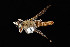 (Proctacanthella wilcoxi - UAIC1138484)  @11 [ ] by (2021) Wendy Moore University of Arizona Insect Collection
