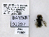  ( - UAIC1138503)  @11 [ ] by (2021) Wendy Moore University of Arizona, Insect Collection