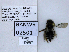  ( - UAIC1138517)  @11 [ ] by (2021) Wendy Moore University of Arizona, Insect Collection