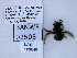  ( - UAIC1138519)  @11 [ ] by (2021) Wendy Moore University of Arizona, Insect Collection