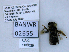  ( - UAIC1138529)  @11 [ ] by (2021) Wendy Moore University of Arizona, Insect Collection