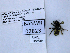  ( - UAIC1138542)  @11 [ ] by (2021) Wendy Moore University of Arizona, Insect Collection