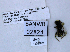  ( - UAIC1138543)  @11 [ ] by (2021) Wendy Moore University of Arizona, Insect Collection
