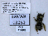  ( - UAIC1138579)  @11 [ ] by (2021) Wendy Moore University of Arizona, Insect Collection