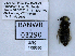  ( - UAIC1138580)  @11 [ ] by (2021) Wendy Moore University of Arizona, Insect Collection