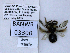  ( - UAIC1138582)  @11 [ ] by (2021) Wendy Moore University of Arizona, Insect Collection