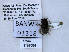  ( - UAIC1138584)  @11 [ ] by (2021) Wendy Moore University of Arizona, Insect Collection