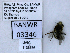  ( - UAIC1138586)  @11 [ ] by (2021) Wendy Moore University of Arizona, Insect Collection