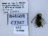  ( - UAIC1138587)  @11 [ ] by (2021) Wendy Moore University of Arizona, Insect Collection