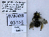  ( - UAIC1138591)  @11 [ ] by (2021) Wendy Moore University of Arizona, Insect Collection