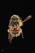  ( - UAIC1138606)  @11 [ ] by (2021) Wendy Moore University of Arizona Insect Collection
