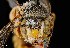  ( - UAIC1138606)  @11 [ ] by (2021) Wendy Moore University of Arizona Insect Collection
