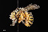  ( - UAIC1138606)  @11 [ ] by (2021) Wendy Moore University of Arizona Insect Collection