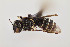  (Heriades texana - UAIC1138608)  @11 [ ] by (2021) Wendy Moore University of Arizona Insect Collection