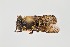  ( - UAIC1138610)  @11 [ ] by (2021) Wendy Moore University of Arizona Insect Collection