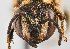  ( - UAIC1138610)  @11 [ ] by (2021) Wendy Moore University of Arizona Insect Collection