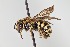  ( - UAIC1138610)  @11 [ ] by (2021) Wendy Moore University of Arizona Insect Collection