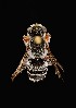  ( - UAIC1138612)  @11 [ ] by (2021) Wendy Moore University of Arizona Insect Collection