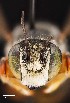  ( - UAIC1138612)  @11 [ ] by (2021) Wendy Moore University of Arizona Insect Collection