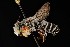  ( - UAIC1138612)  @11 [ ] by (2021) Wendy Moore University of Arizona Insect Collection