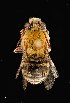  ( - UAIC1138615)  @11 [ ] by (2021) Wendy Moore University of Arizona Insect Collection